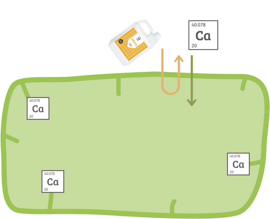 Albina calcium movement