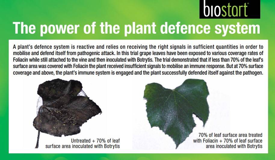biostart foliacin grape vitis vinifera botrytis