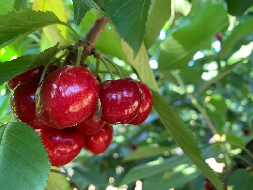 Lacewing sitting on cherries ready for harvest