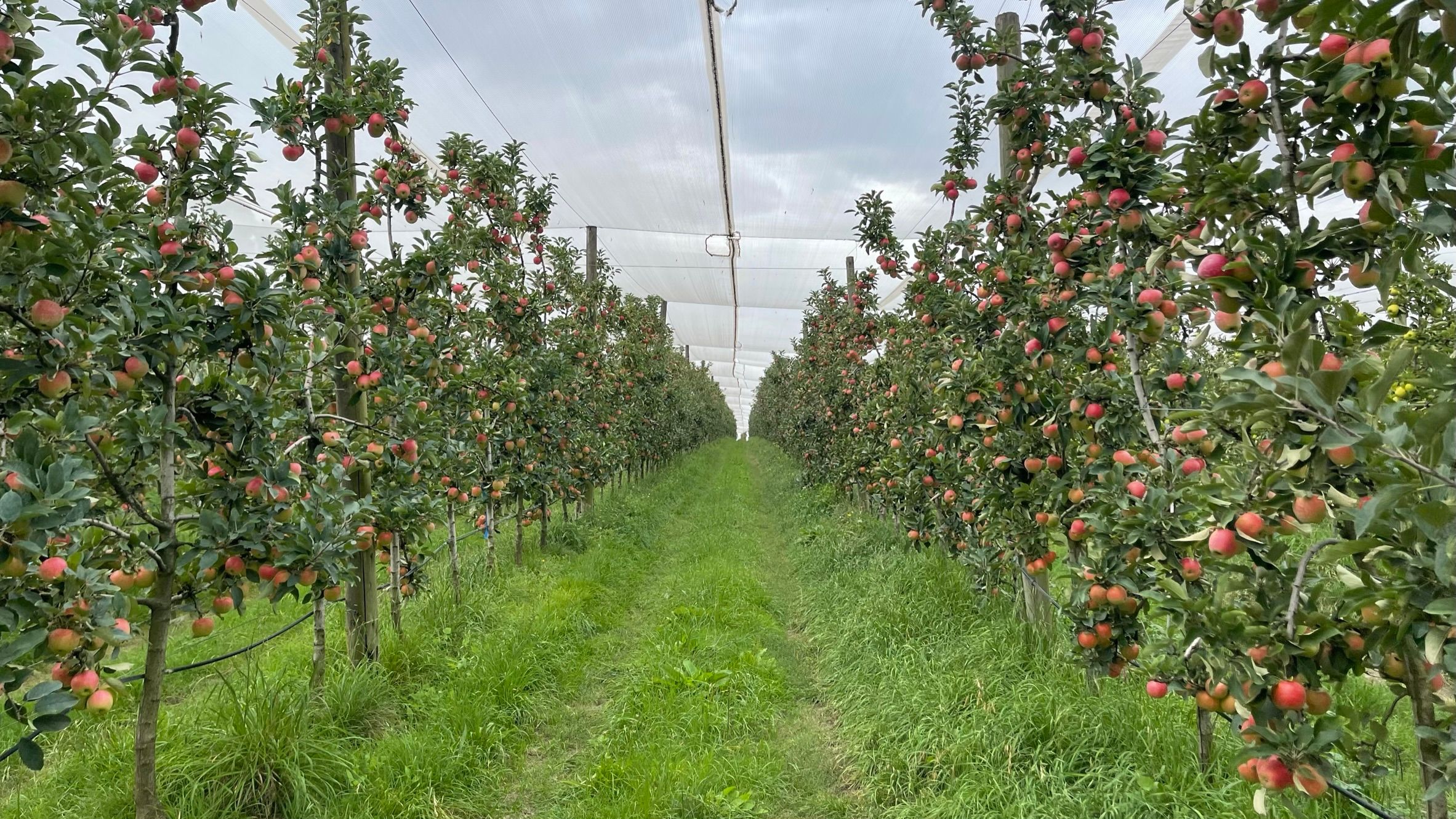 Kanzi apples Increased leaf photosynthesis following SUNRED and