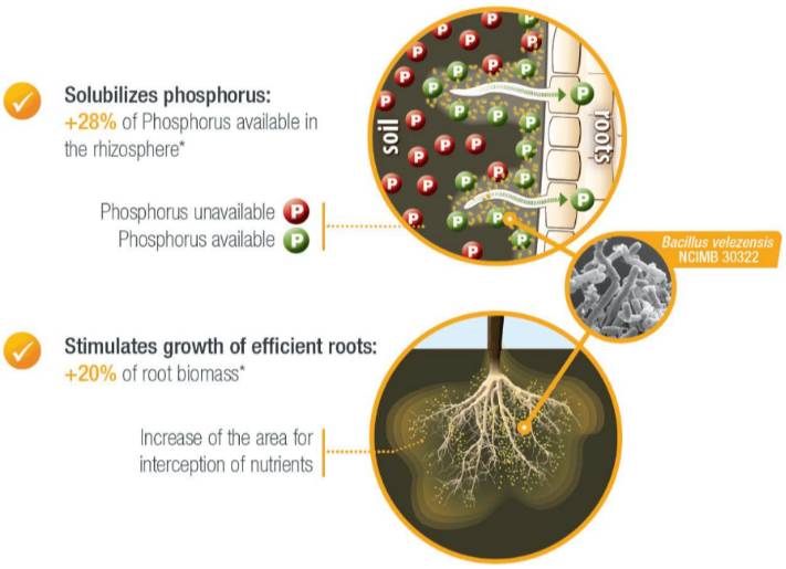 lalrise start solubilises phosphorous and stimulates growth of efficient roots