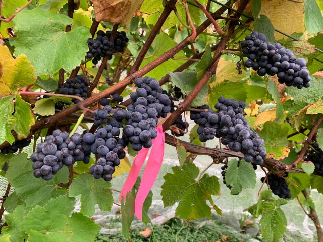 Pinot Noir wine grape bunches