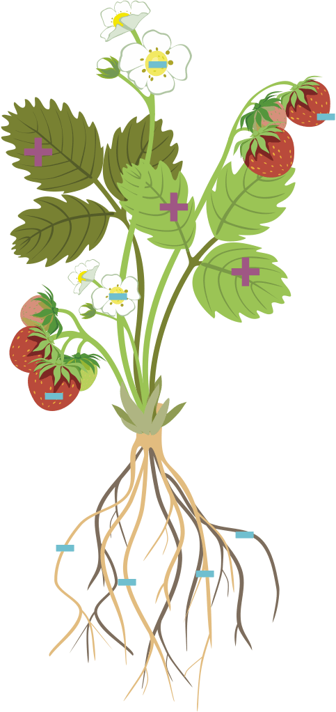 Maturing crop auxin movement