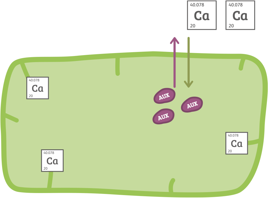 Albina auxin infographic