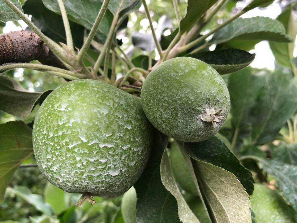 ShadeSpray calcium carbonate coverage on apples